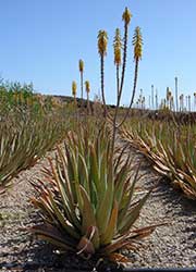 Fotos de Aloe vera