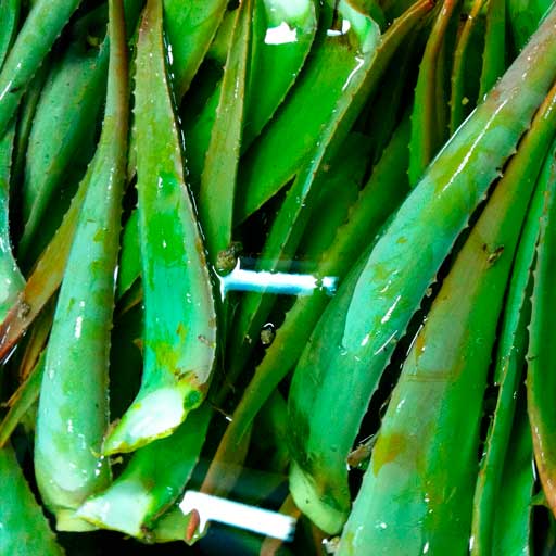 Fabrica Aloe Vera Penca Zabila Canarias