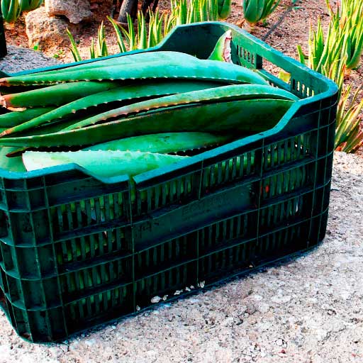 corte de Hojas de aloe vera