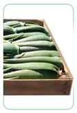 5 Kg Hojas frescas Aloe Vera ecologico Penca Zabila