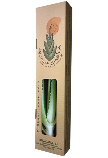 Planta Viva de Aloe vera de Canarias Ecologica